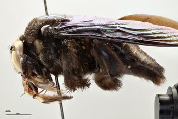 Media type: image;   Entomology 810671 Aspect: habitus lateral view